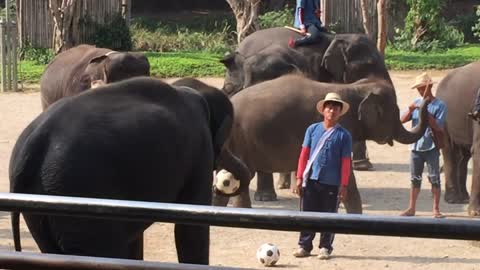 Elephants Can Playing Soccer InThailand