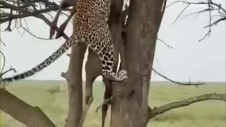 Leopard Quickly Hoists a Prey up a Tree