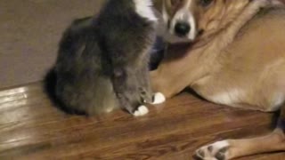 This mamma kitty cleans her doggy's face twice a day