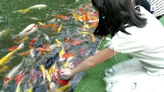 OMG!!! That’s How Feeding Fish??