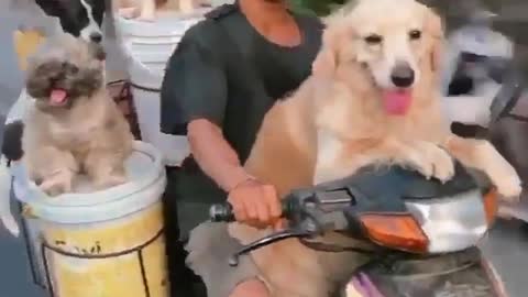 How many dogs does this family have? This motorcycle is overloaded.