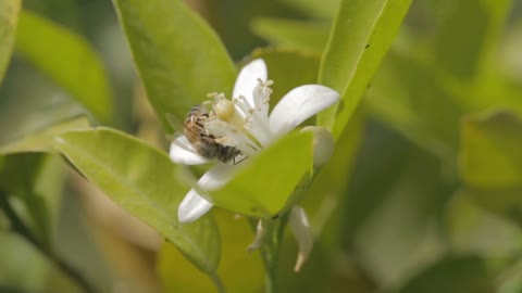 Honey bee pollinating a citrus tree flower