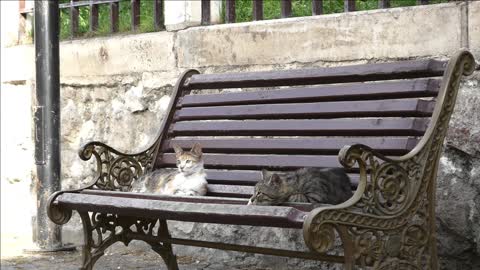 Two lying down cats on the street RELAX