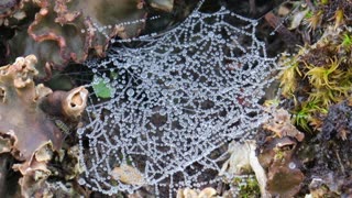 A spiderweb covered with dew