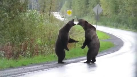 Epic grizzly bear fight