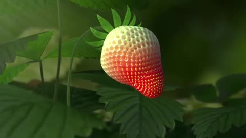 HOW STRAWBERRY GROWS - TIME LAPSE