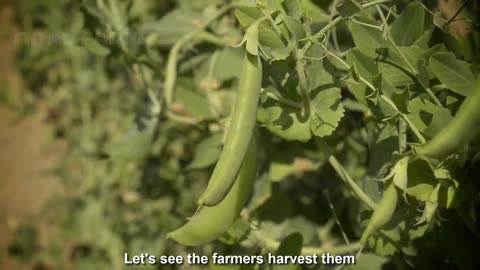 Snow Pea Farming and Harvest - Snow Pea Cultivation