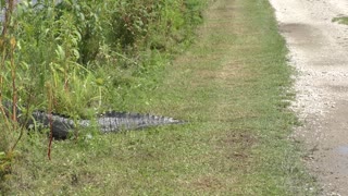 BIG alligator crossing