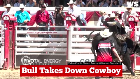 Cowboy Creamed: Bull's fury unleashed at the Calgary stampede's rodeo ring...