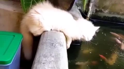 My cat talks to fish