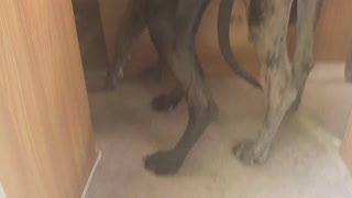 Great dane dogs in a motorhome