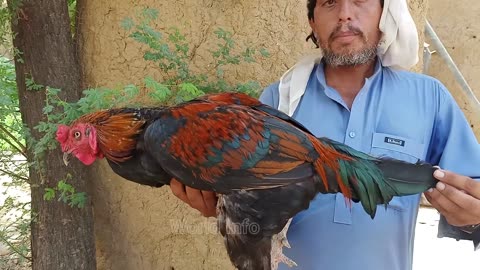 Aseel hen chicks || best quality roaster and hen || Beautiful aseel breed for sale || world info