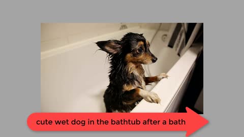 cute wet dog | in the bathtub | after a bath.