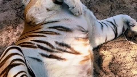 BIG Tiger Belly! qeMD3WHYjmIcc