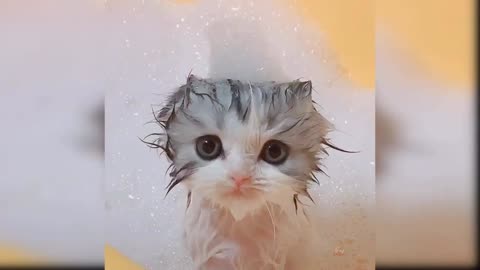 Sweet cat taking a bath