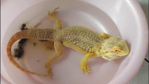 Bearded Dragon pooping