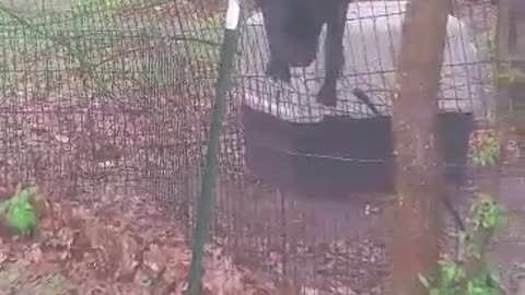 Escape artist101