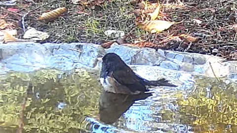 Birdbath Party featuring Sunset Surf by Paul Clifford