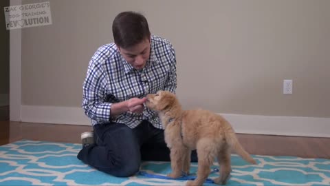 3 EASY THINGS TO TEACH YOUR NEW PUPPY!