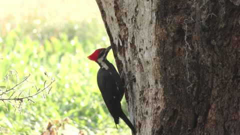 Pileated Woodpecker feeds in Florida wetlands