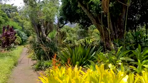 Botanical garden - Nature background - Full HD 1080