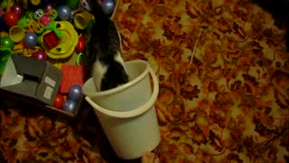 Cat in a bucket.