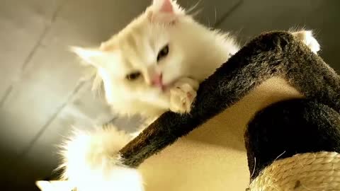 Cut cat training videos/ Beautiful cat
