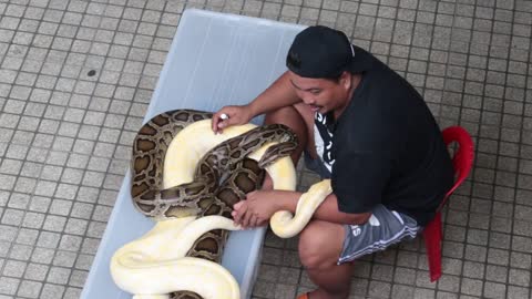 Pattaya, Thailand on November 24 a man with two hand snakes