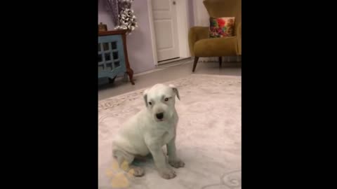 cute dogs playing#short video