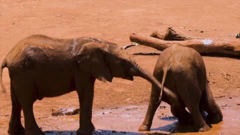 Two elephants are playing in the mud