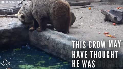 Bear Stops To Help Bird Who Fell Into His Pool