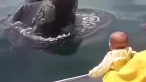 #whale jump out water with man #ocean #shorts