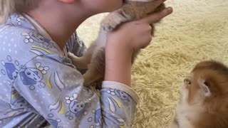 Kid Really Loves His Kittens