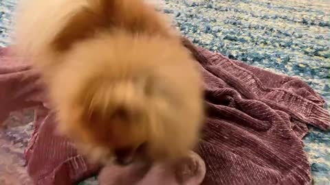 Pomeranian Steals Sock