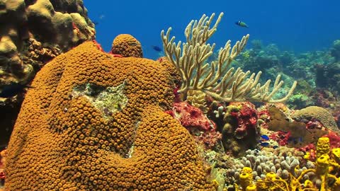 Beautiful Coral Reef Fish, Relaxing Ocean Fish, & Stunning Aquarium Relax