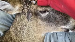 Trying to Rescue a Dazed Deer Suffering from Head Injury and Infection