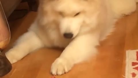 Samoyed has epic response to strawberry