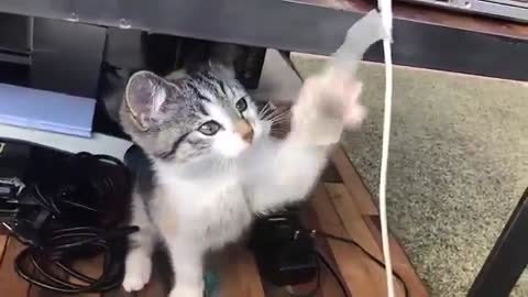 قطة صغيرة تلعب - Cat play