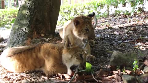 The Wild Animal Park