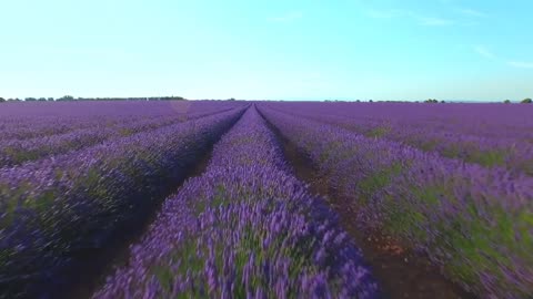 Relax Music with Lavender Fields For Studying, Yoga, Deep Sleep, Spa And Meditation