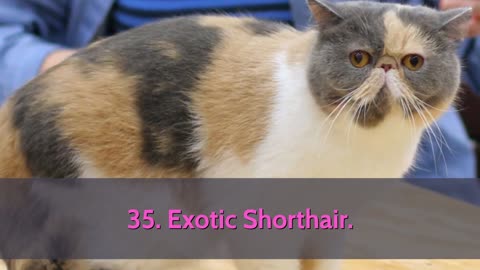 All 98 Cat breeds present on Earth