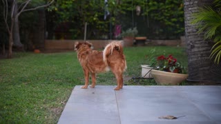 Golden Park Dog Waits Owner Returns