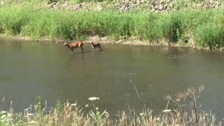Deer in a river