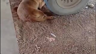 Human and Dog Scare Each Other