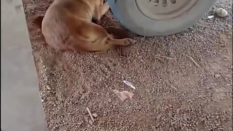 Human and Dog Scare Each Other