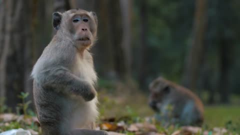 Beautiful Wild Monkeys Long Tailed Macaque Jungle Animal Wildlife Mammal 4K Nature