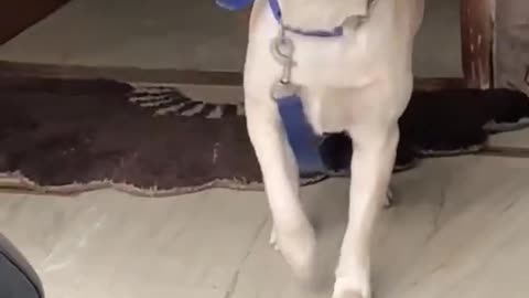 Dog|cute dog video