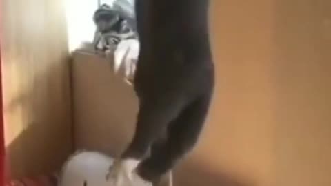 The cat Climbs the rope like A human.