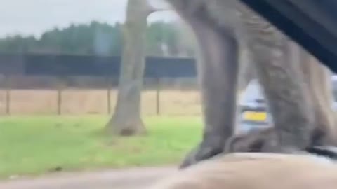 This monkey being freaked out by a child's teddy bear