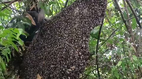 very tempting!! 3 giant hives gathered in 1 tree #bees #honey #apisdorsata #forest #riau
